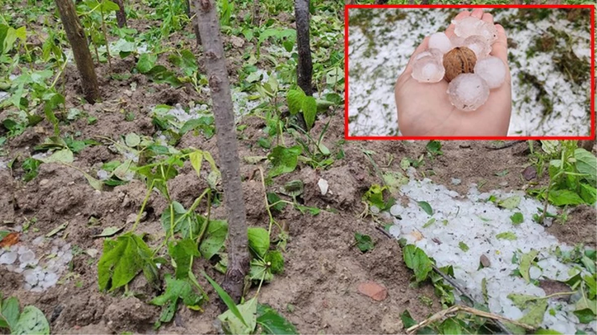Kastamonu’ya ceviz büyüklüğünde dolu yağdı, ağaçlar zarar gördü