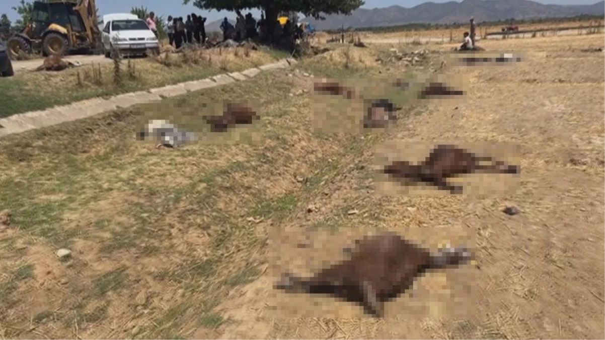 Hatay’da zirai ilaç karışan sudan içen 77 küçükbaş hayvan telef oldu