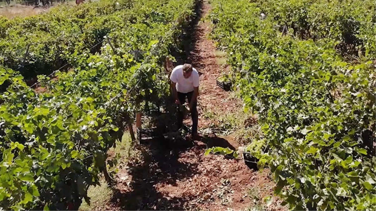 Delice beyazı üzümünün hasadı başladı! Kilosu tarlada 30 lira