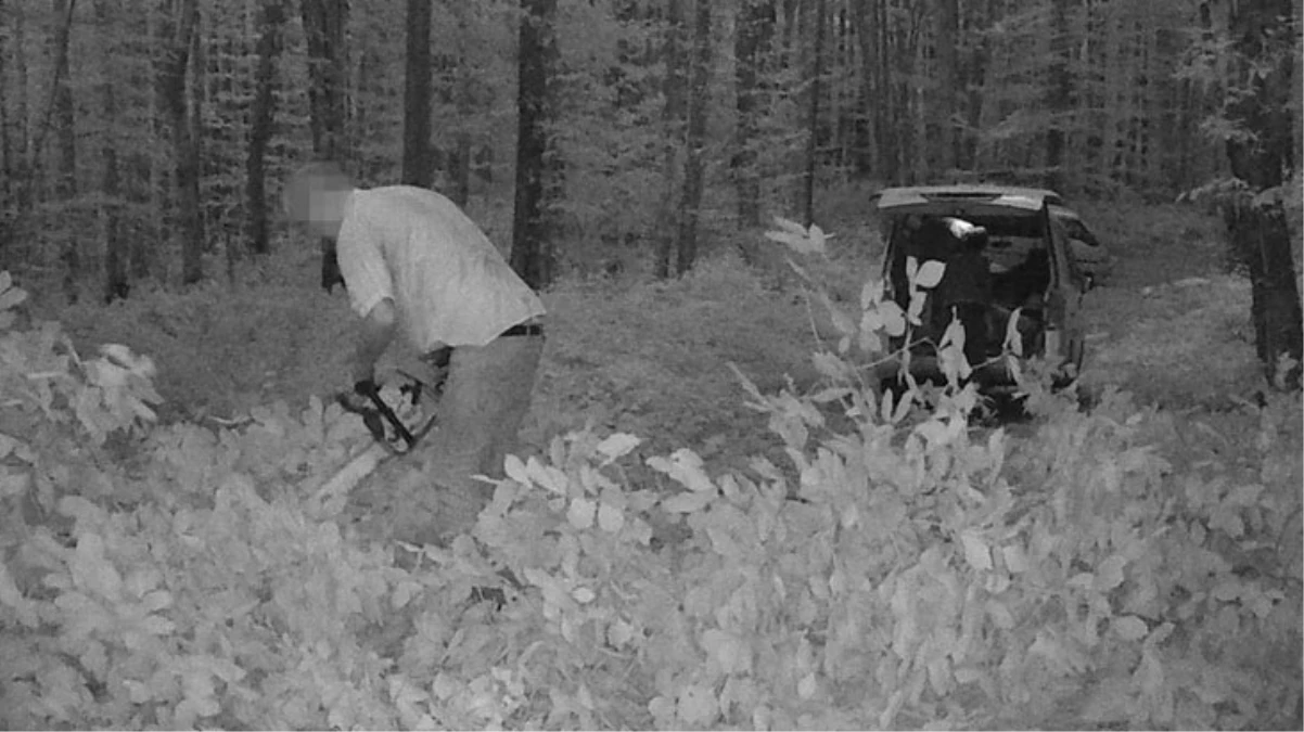 Ormanlık alanda kaçak kesim yapan 3 kişi, fotokapana yakalandı