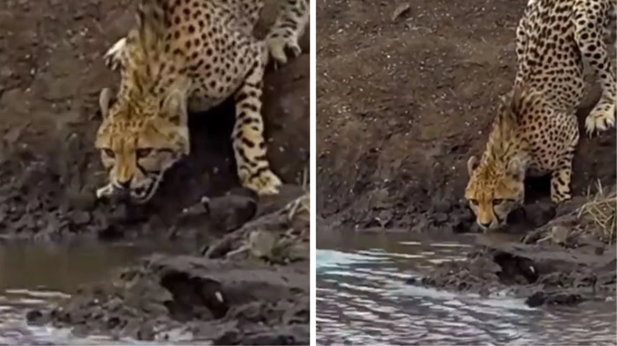 Sinsi katil aniden ortaya çıktı! Vahşi doğanın en hızlı avcısı böyle av oldu