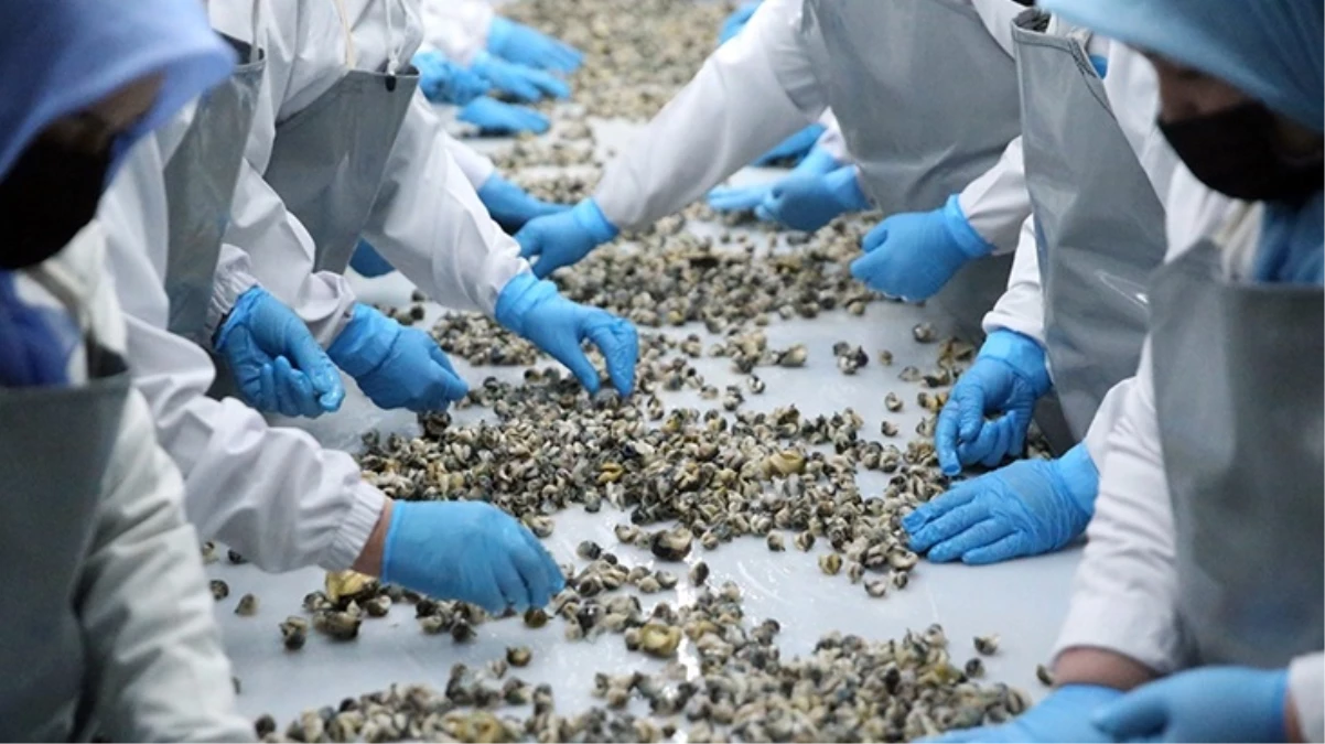 Türkiye, 2023’ün ilk 8 ayında deniz salyangozu ihracatından 11.6 milyon dolar kazandı