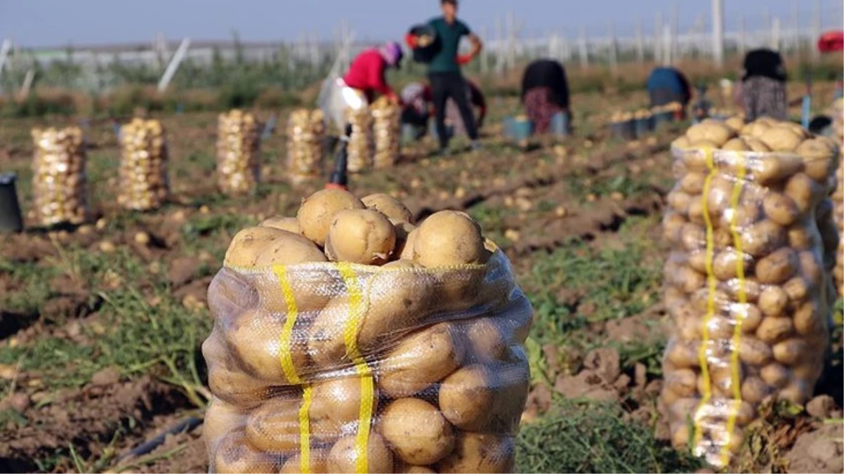 Hasat dönemi sona erdi! Bolu’nun sarı patatesi kilosu 20 liradan satılıyor