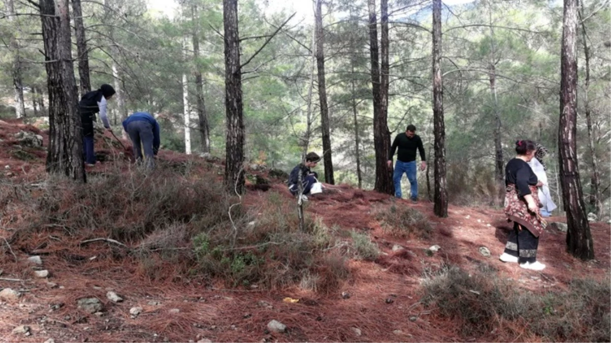 Istranca Ormanları’nda mantar bolluğu! Vatandaşlar kilosunu 150 liradan satıyor