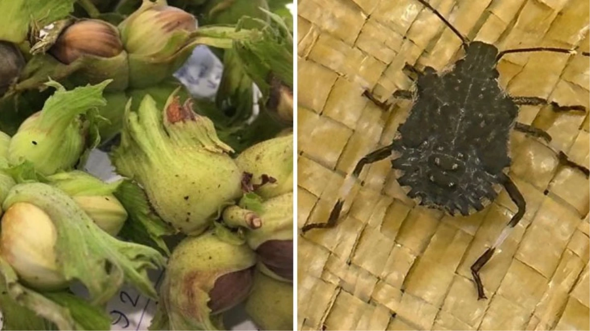 Karadeniz’de fındık bahçelerine dadanan kahverengi kokarca böceği, üreticileri alarma geçirdi