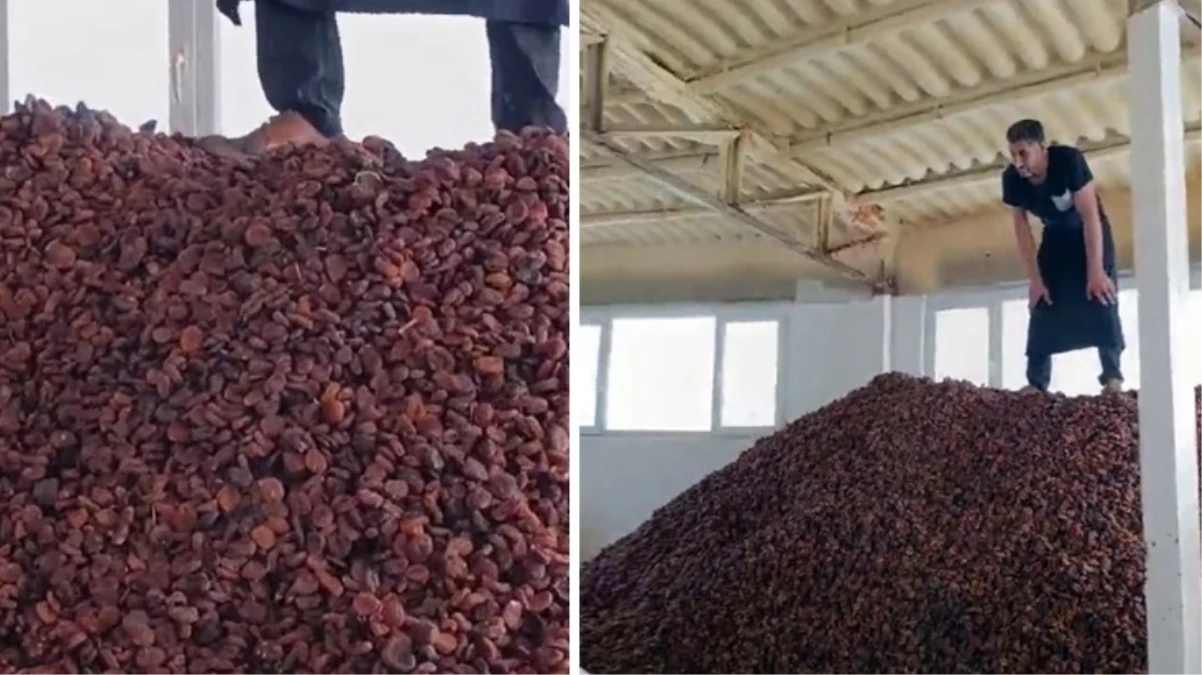 Kayısıların üstünde ayaklarıyla tepindi, o anları da TikTok’ta paylaştı