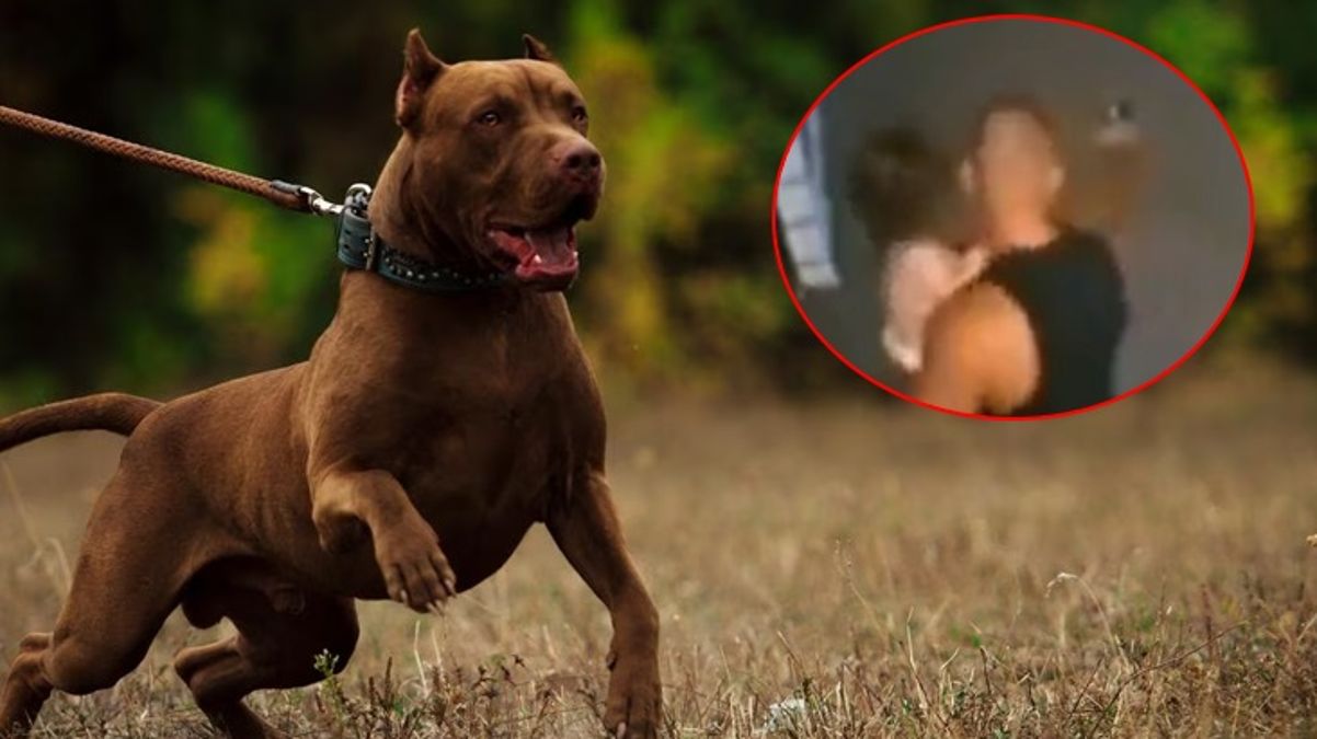 Kendisine ve kızına saldıran pitbull’u çekip vurdu! O anlar kamerada