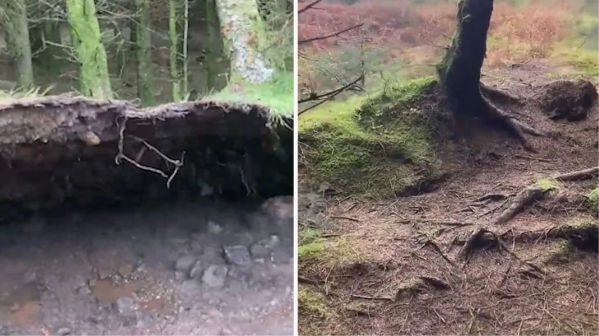 Köpeğiyle ormana yürüyüşe giden adam hayatının şokunu yaşadı! Toprak resmen şaha kalktı