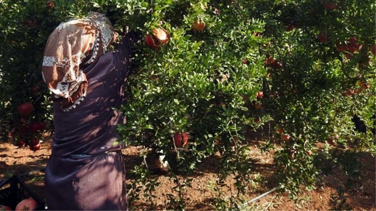 Nar hasadı başladı! Tarlada 10 TL, markette 30 TL