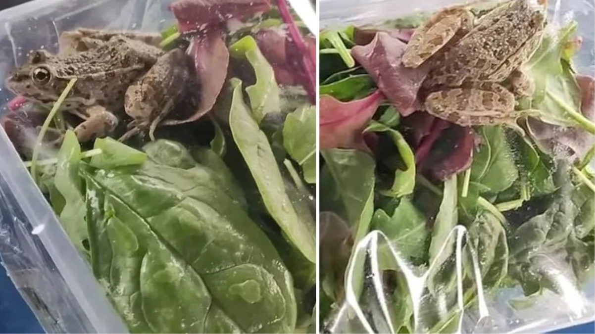 Polonya’da bir kadın, satın aldığı salatanın içinde canlı kurbağa buldu