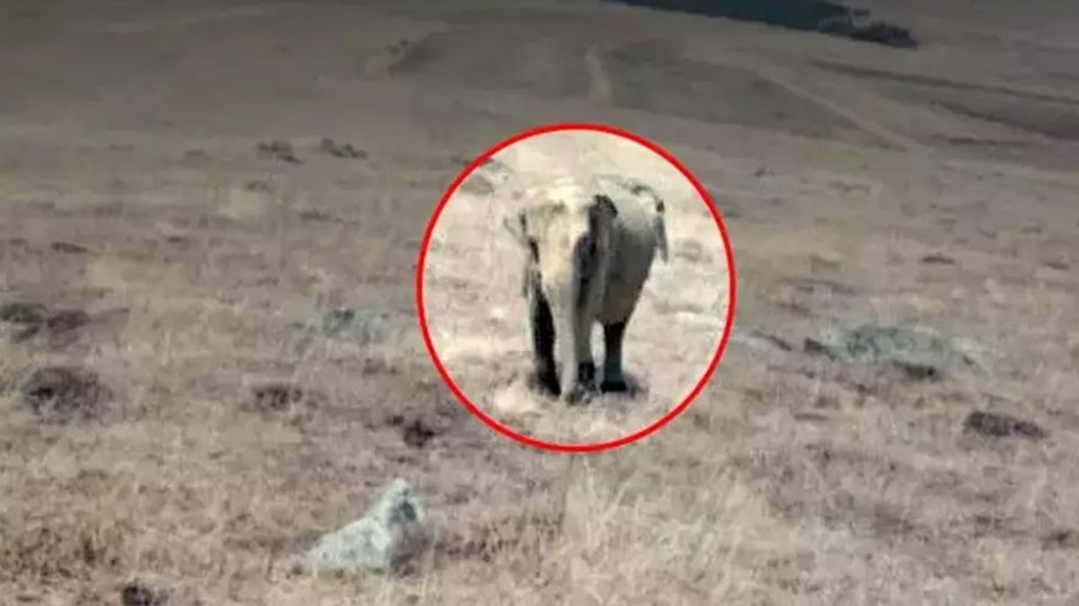 Ardahan’da fil mi görüldü? Valilik yaptığı açıklama ile tartışmalara noktayı koydu