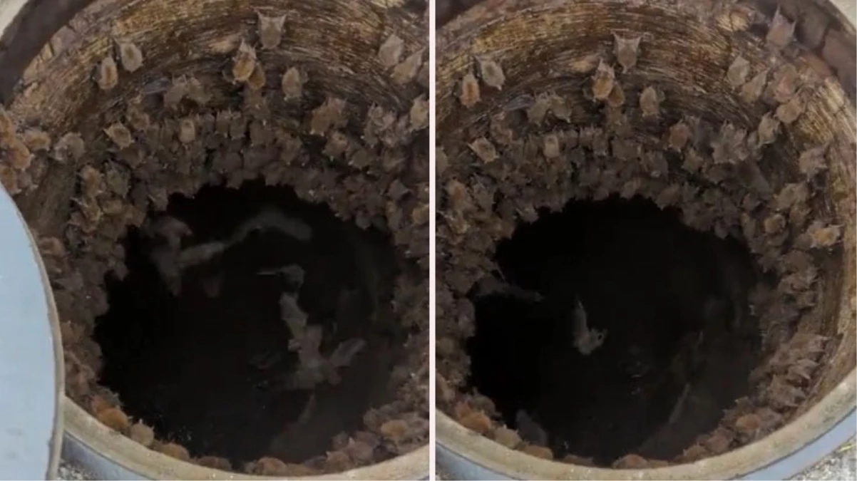 Kanalizasyonun kapağını kaldıran kadın, yüzlerce yarasa ile karşılaştı