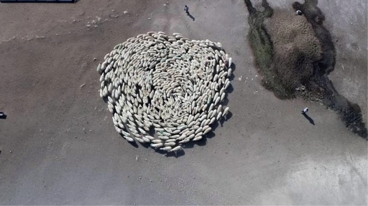 Amasya’da koyun sürüsünün bu görüntüsü akıllara Çin’deki gizemli olayı getirdi