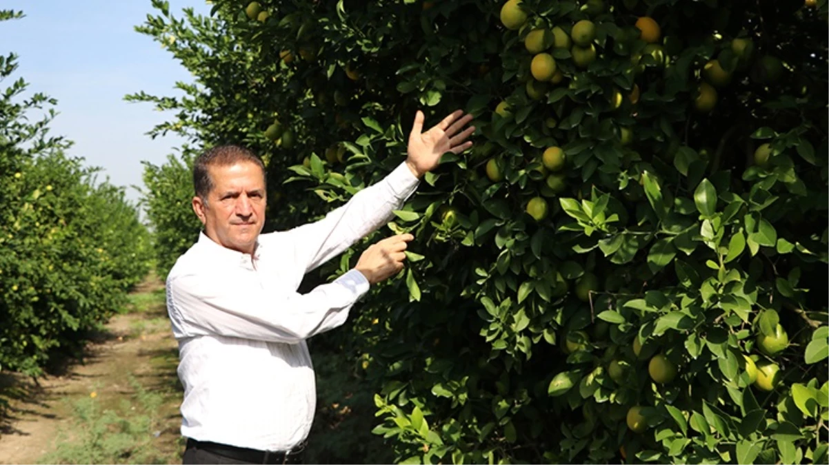 Limon tarlada 30 kuruşa kadar düştü, üreticiden Tarım Kredi’ye çağrı geldi: Limonata yapılıp vatandaşa satılsın
