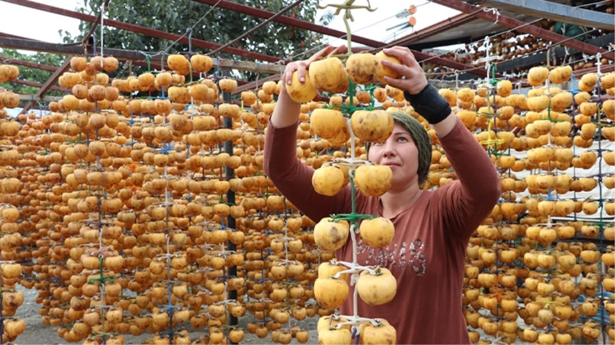 Tarlada fiyatı 20 TL olan cennet hurması, kurutulduktan sonra 200 TL’ye satılıyor