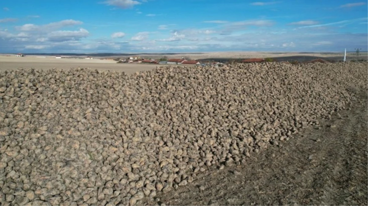 Türkiye şekere doyacak! Ankara’da hasat edilen pancarlar dağ gibi birikti