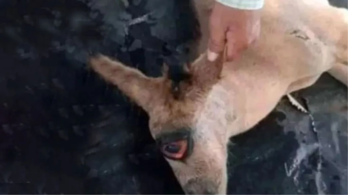 Alnının ortasında tek gözle doğan tay veterinerleri şaşkına çevirdi