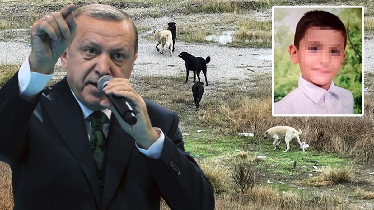 Ankara’daki vahşete sessiz kalamadı! Cumhurbaşkanı Erdoğan’dan sokak köpekleri mesajı: Bu sorunu mutlaka çözeceğiz