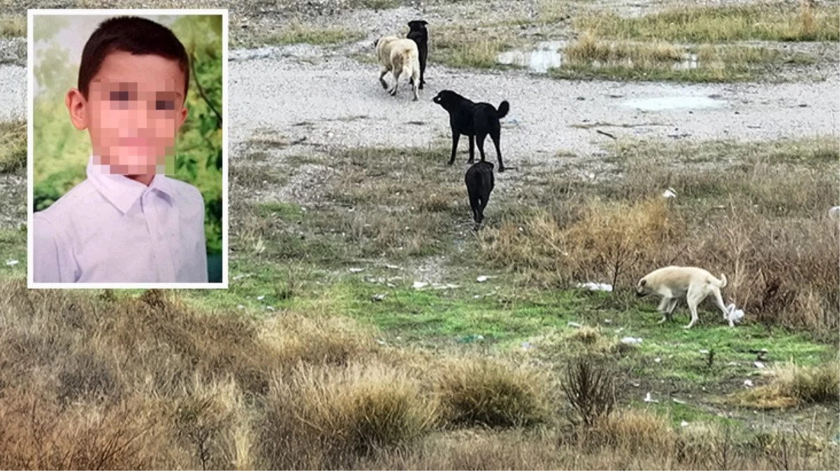 Başıboş köpeklerin saldırısına uğrayan Tunahan Yılmaz’ın durumu iyiye gidiyor: Bana ‘Baba’ dedi, dünya benim oldu