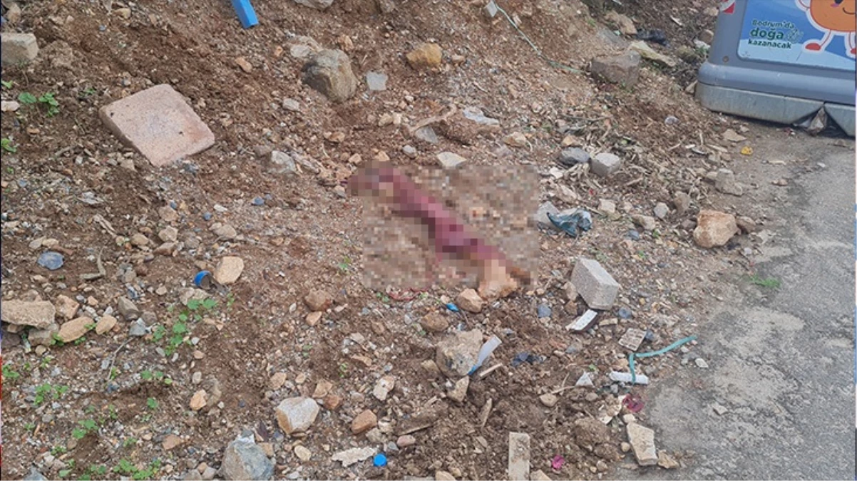 Bodrum’da çöp konteynerinin yanında derisi yüzülmüş tilki bulundu