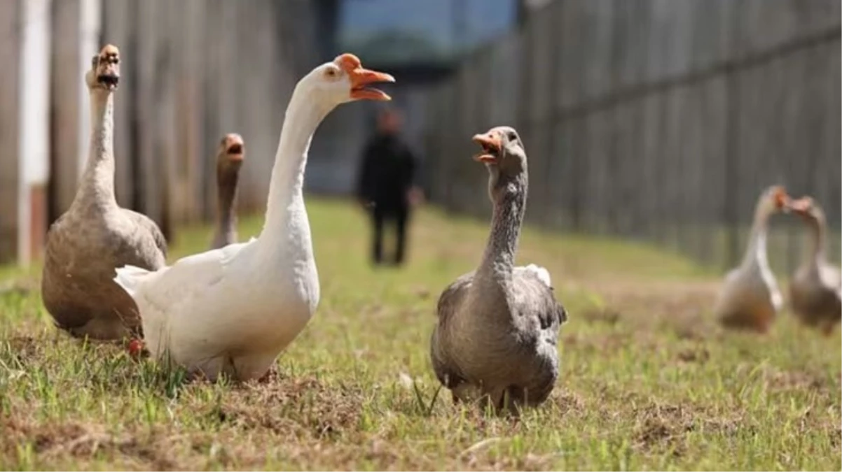 Brezilya’da bu hapishaneyi kazlar koruyor
