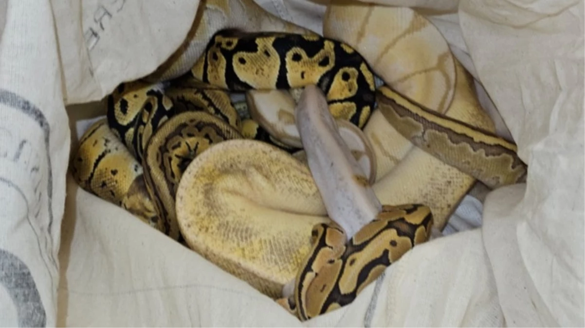 Bulgaristan’dan Türkiye’ye gelen trenin kompartımanında 2’si ölü 33 piton ele geçirildi