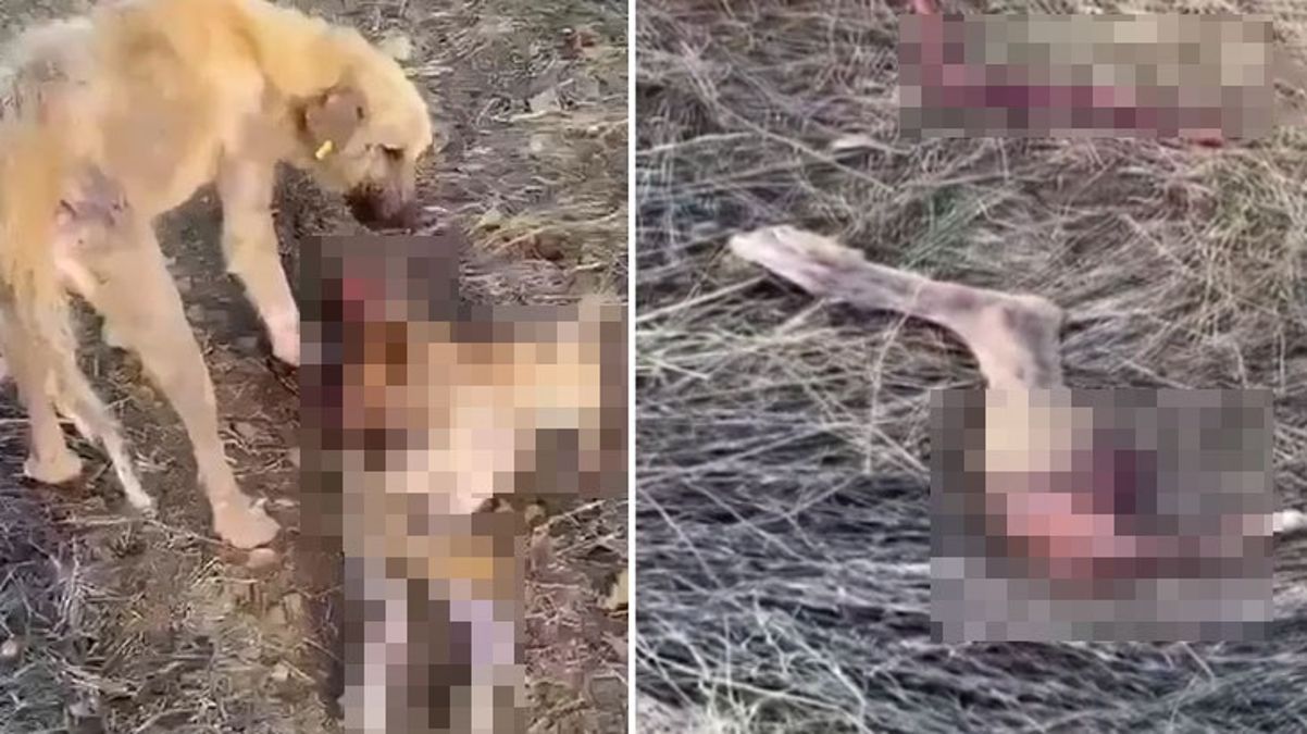 Dinar Belediyesi’nin barınağında aç kalan köpekler birbirini yedi