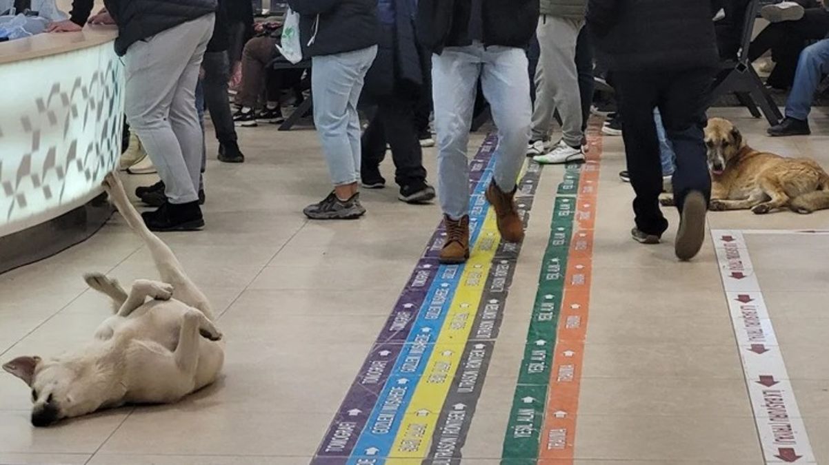 Sokak köpekleri hastanedeki hasta kabul alanını mesken tuttu