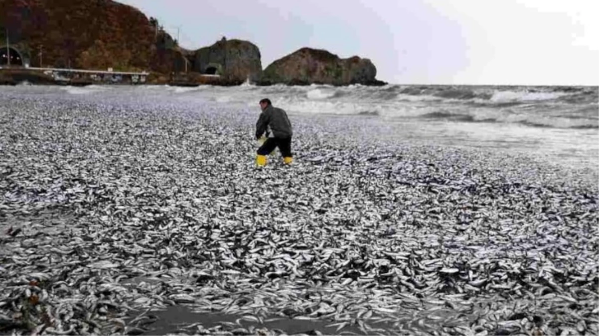 Japonya’da esrarengiz olay! On binlerce sardalya ve orkinos kıyıya vurdu