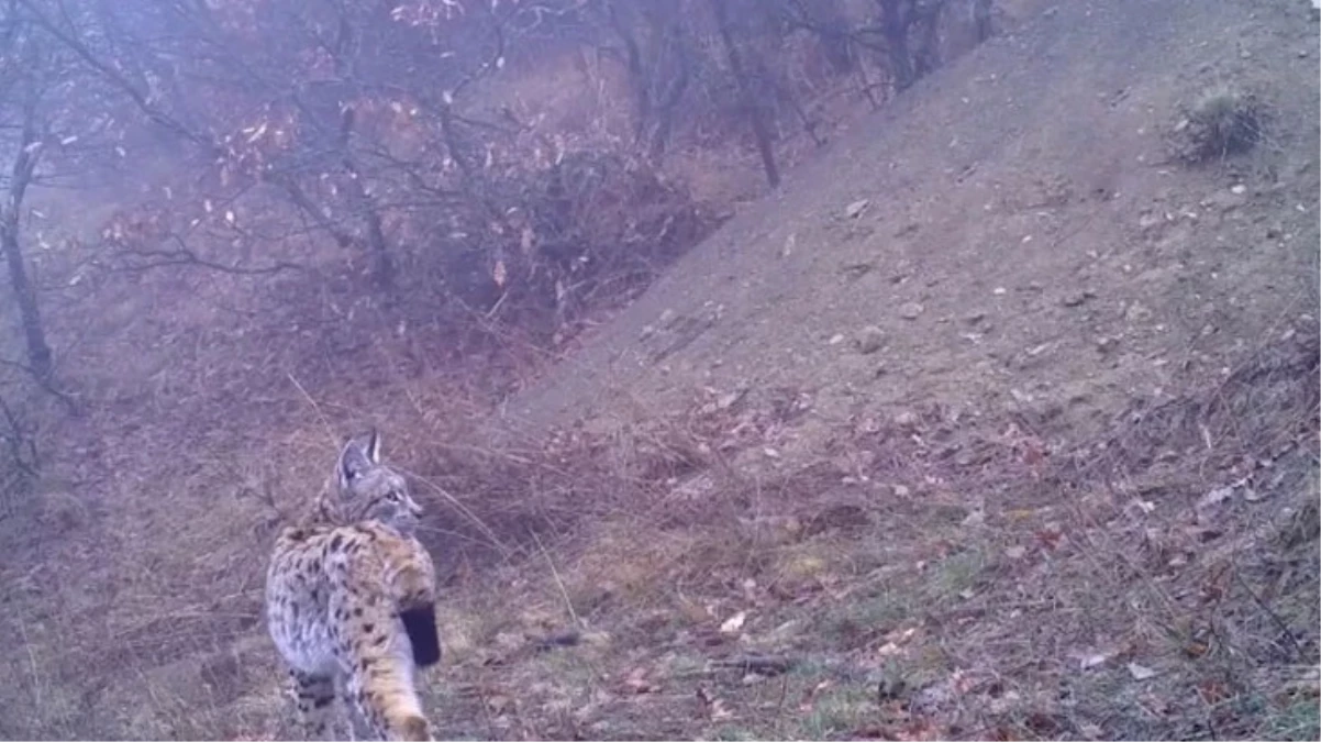 Kırıkkale’de “ormanın hayaleti” olarak bilinen vaşak görüntülendi