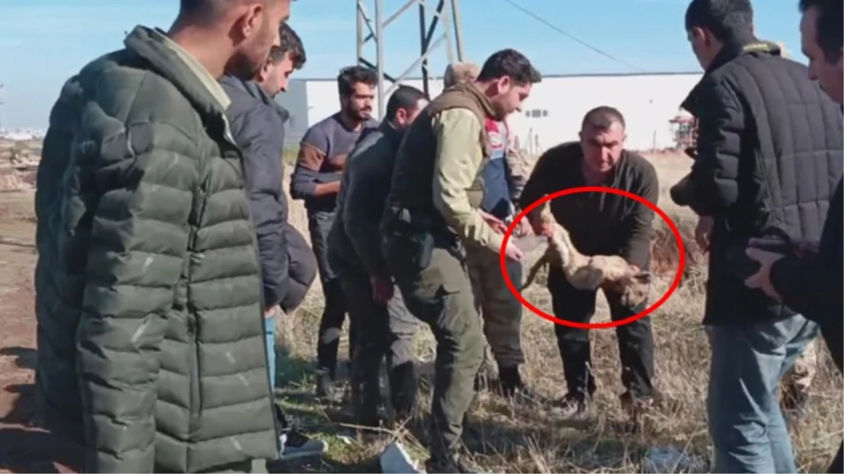 Şanlıurfa’da yol kenarında bulunan yavru aslan kurtarılamadı