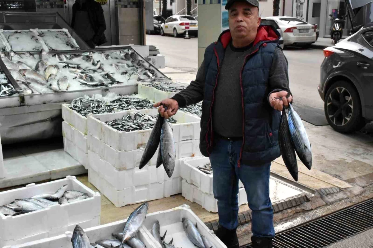 Palamut tezgahlarda yerini aldı: Tanesi 200 liradan satılıyor