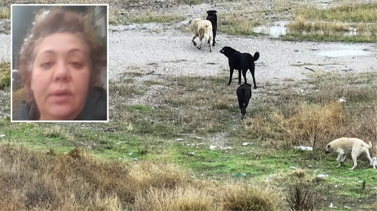Sokak köpeklerini değil, parçaladıkları Tunahan’da kabahat buldu: Gün ışımadan ne cesaretle tek başına gönderiyorsunuz?