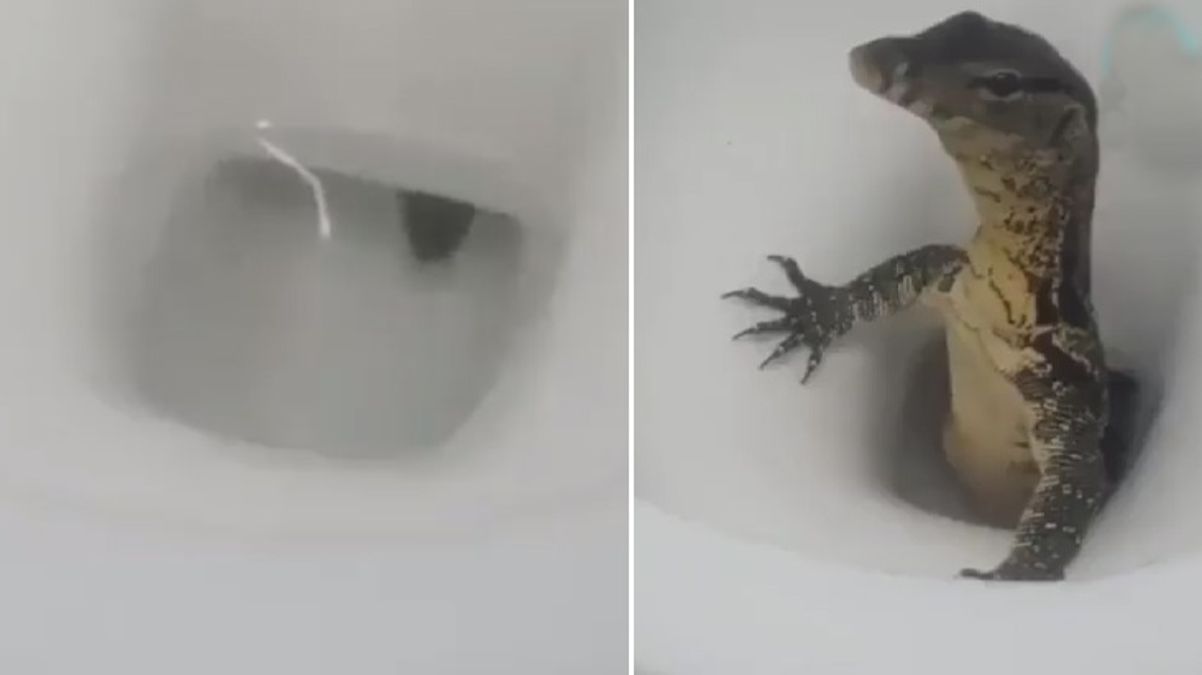 Tayland’a giden İngiliz turistin klozetinden Komodo ejderi çıktı