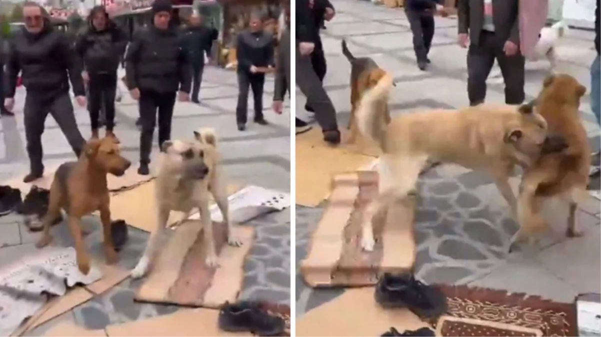 Camide başıboş köpeklerin kavgası vatandaşlara zor anlar yaşattı
