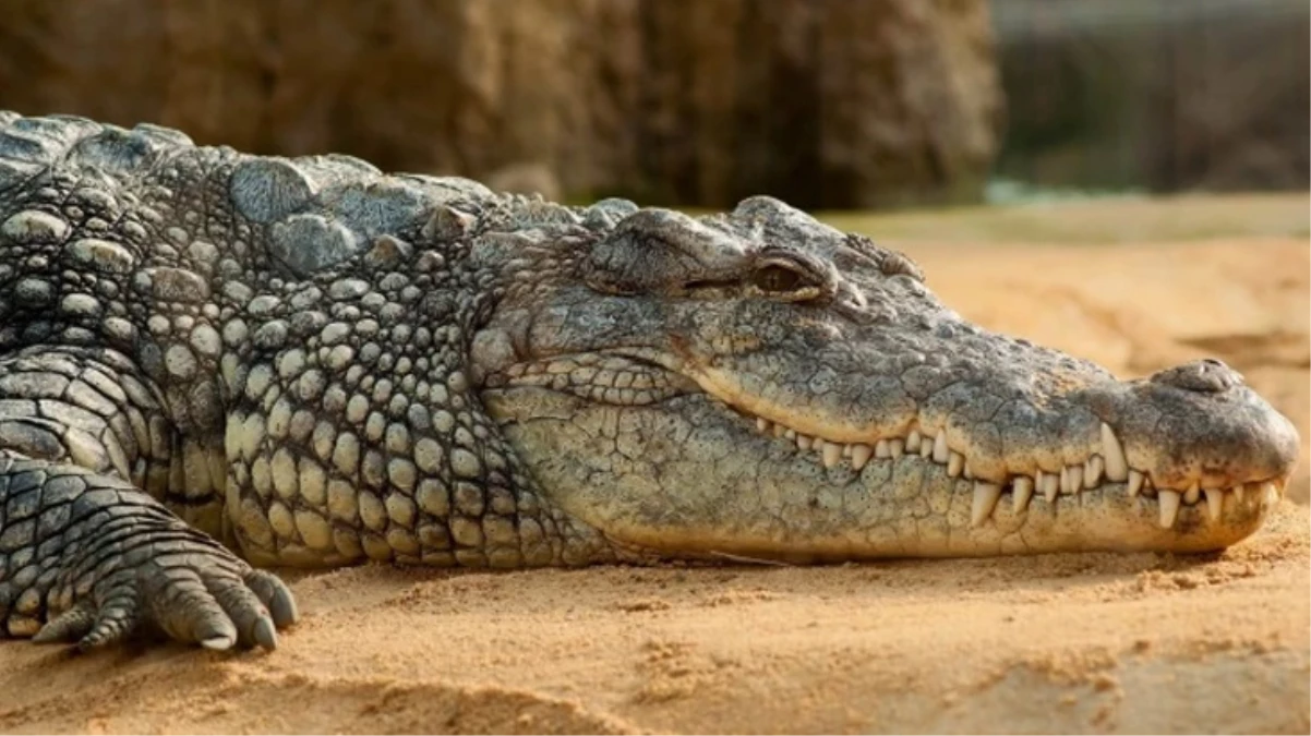 Güney Afrika’da “sahte peygamber” timsahlar tarafından parçalandı