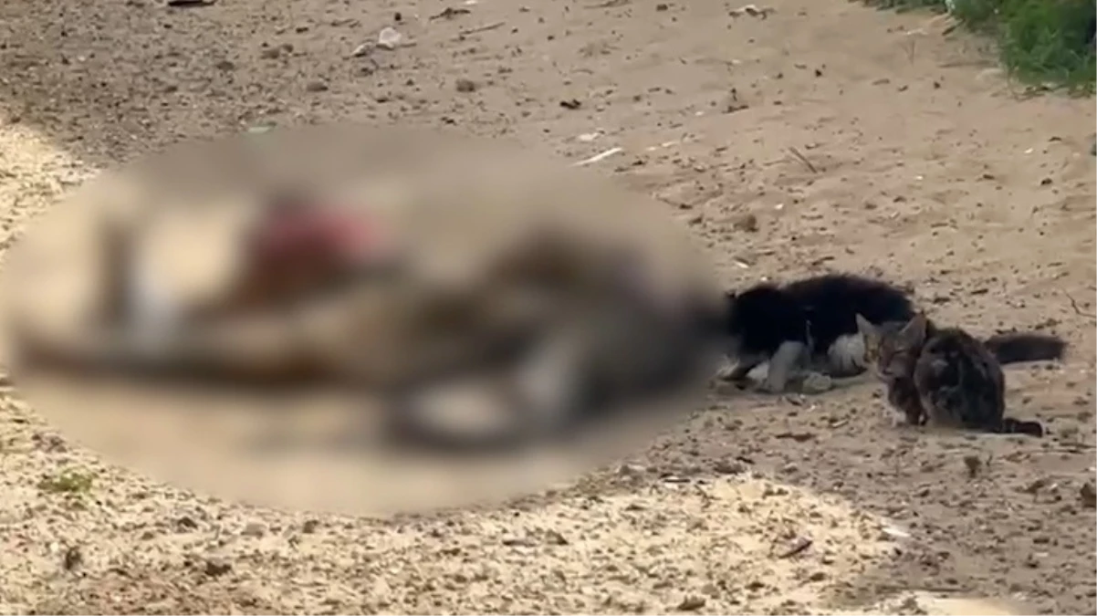 İsrail’in katlettiği Filistinlilerin cesetlerini sokak hayvanları yedi