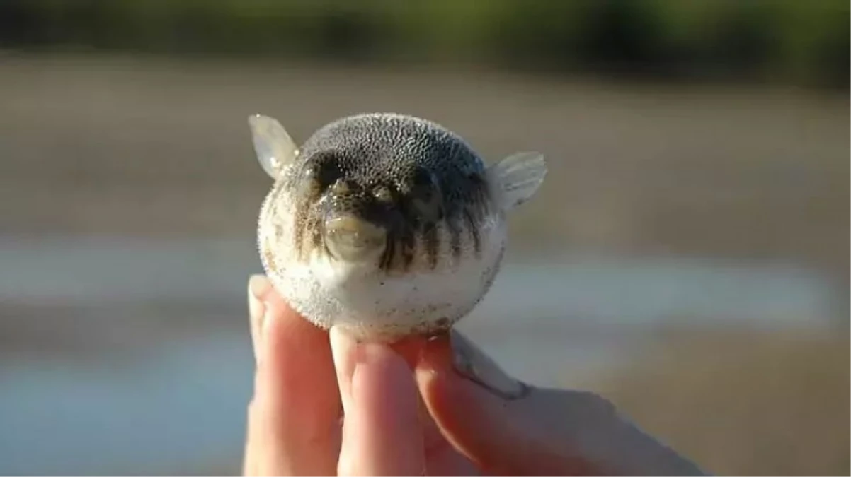 Kızıldeniz’den Ege’ye gelen zehirli balon balığı rotasını Marmara’ya çevirdi