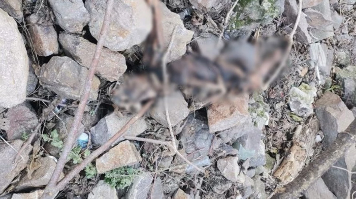 İzmir’de korkunç olay! Tarihi Asansör yakınında insan iskeleti bulundu