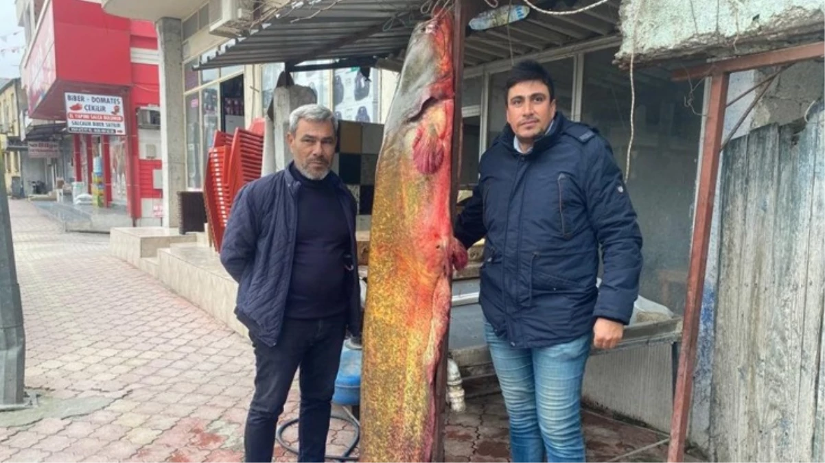 6 balıkçı 37 bin lira değerinde dev yayın balığı yakaladı: Kilosu 250 TL’den satılacak