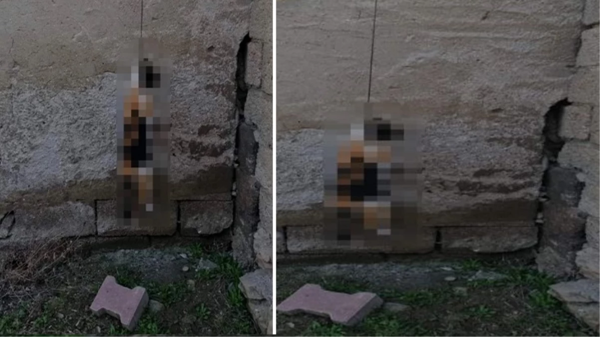 Ankara’da bir kedi iple asılmış halde bulundu