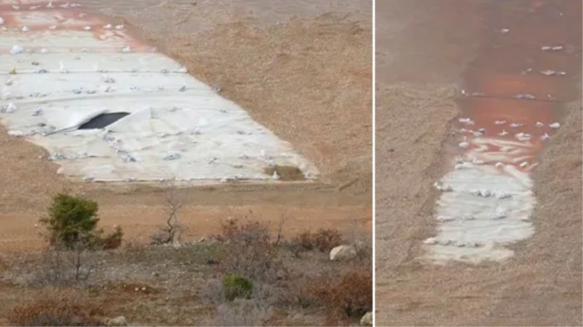 Dezenformasyonla Mücadele Merkezi “İliç’teki siyanür havuzunda kuşlar ölüyor” iddiasını yalanladı