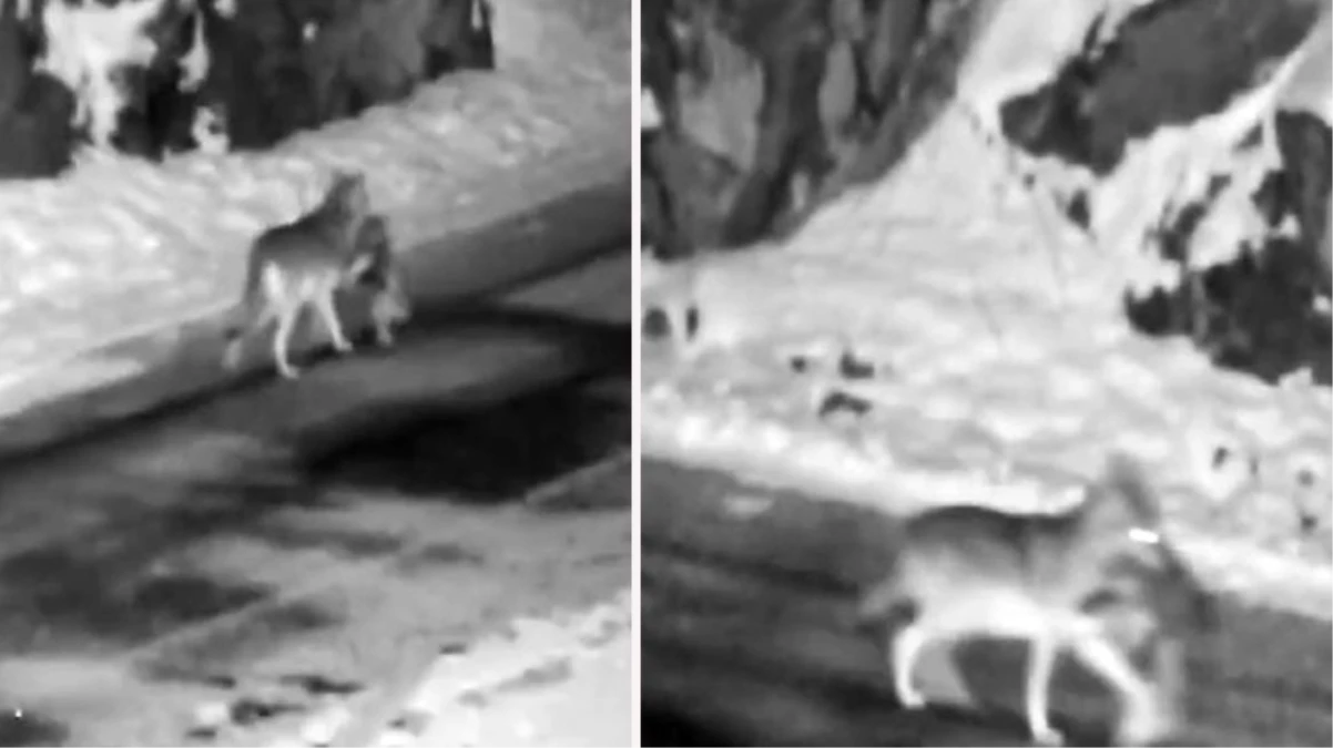 Gümüşhane’de kurt sokak köpeğini parçaladı