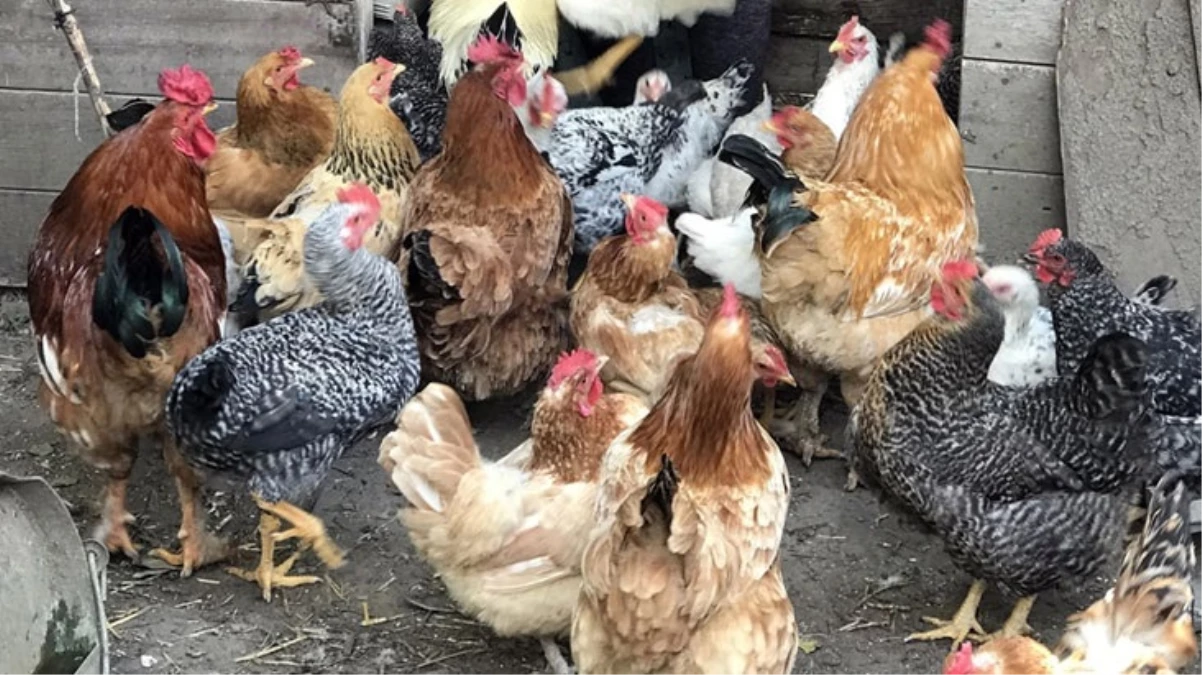 İnek sütü üretimi 2023 yılında artarken, kümes hayvancılığı üretimi azaldı