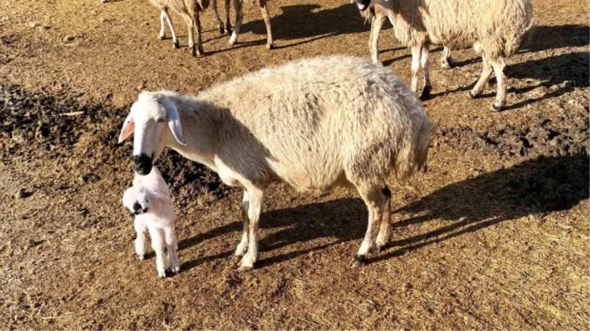 Konya’da doğan anormal kuzu sahibini şaşkına çevirdi: Bugüne kadar böyle bir şey görmedim