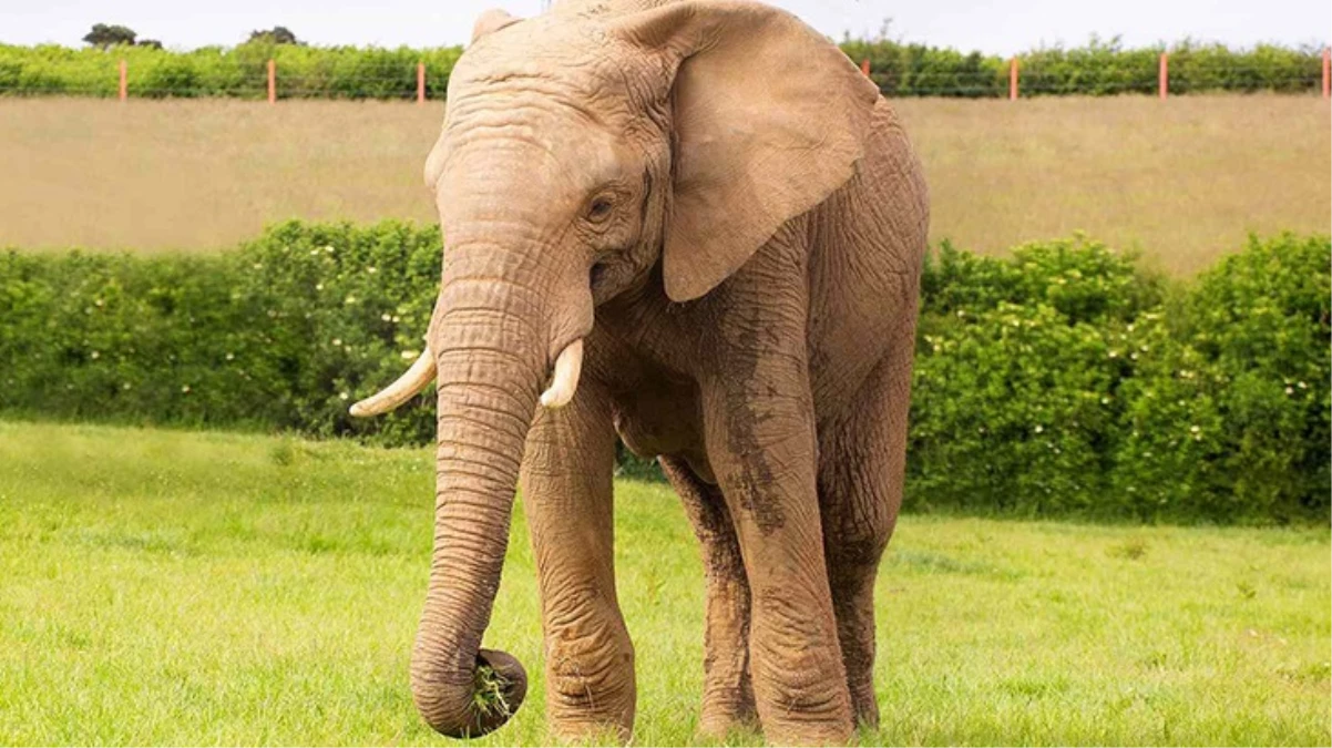 Tayland’da dilendirilen fil sahibini ezerek öldürdü