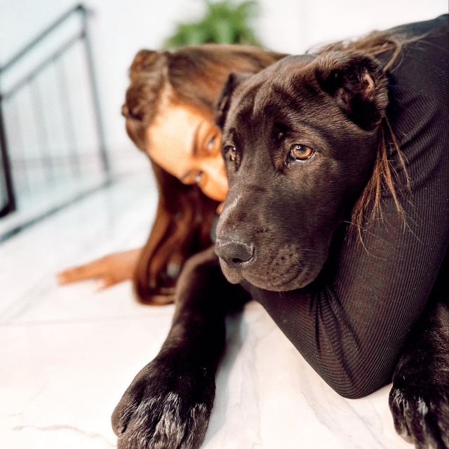 Köpeği, başka bir köpeği öldüren Banu Parlak'tan açıklama: Oyun oynamak için yanına gitti