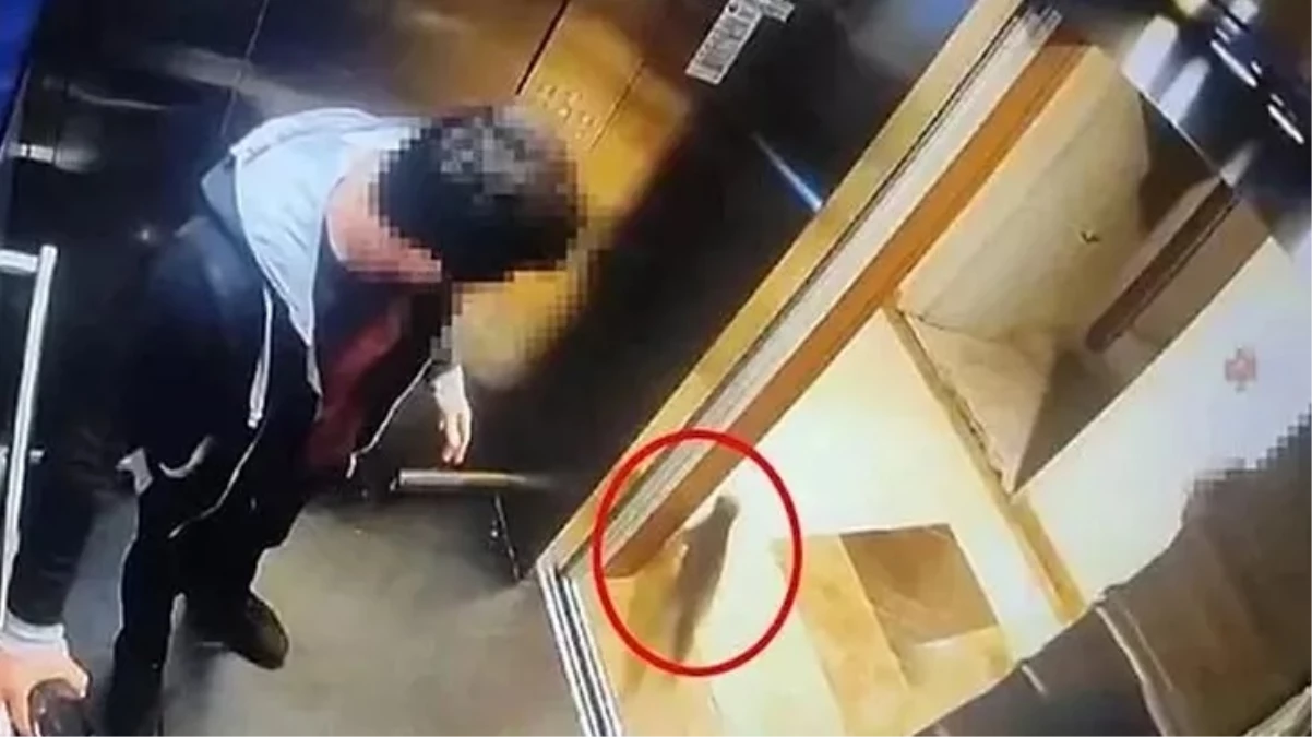 AK Parti Sözcüsü Çelik’ten “İbrahim Keloğlan” paylaşımı: Hayvanlara yapılan zulümlere asla müsamaha göstermeyeceğiz