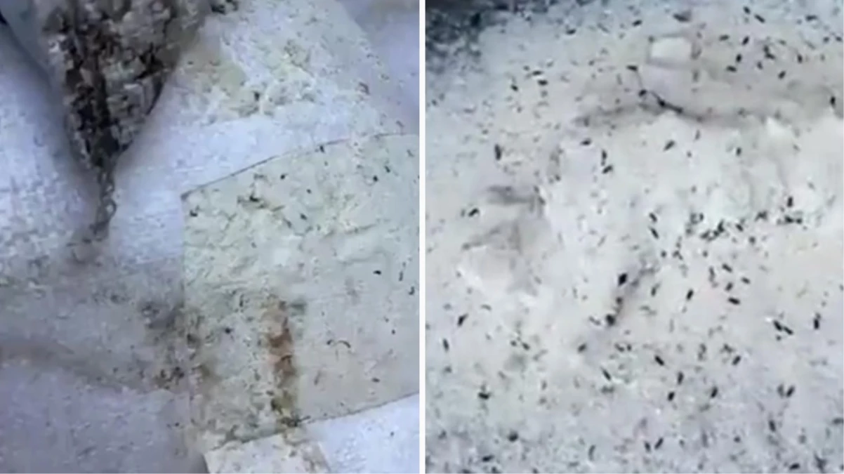 Böceklenmiş irmikle ilgili Oba Makarna’dan açıklama: İddialar gerçek değil