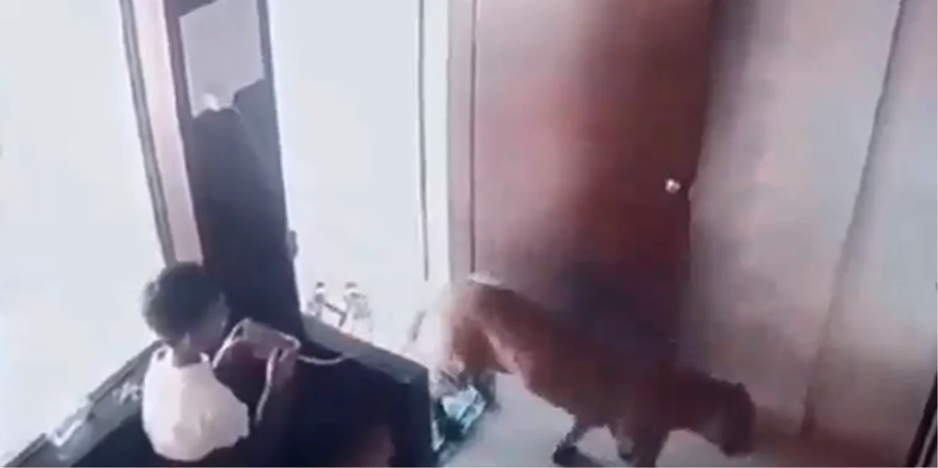 Hindistan’da Leopar tehlikesinden çocuk soğukkanlılığıyla kurtuldu